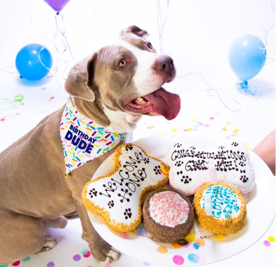 Birthday Bandanas For Dogs - Image 5