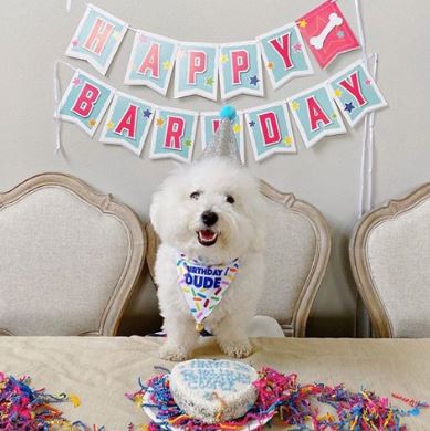 Birthday Bandanas For Dogs - Image 6