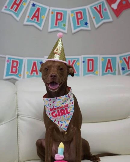 Birthday Bandanas For Dogs - Image 7