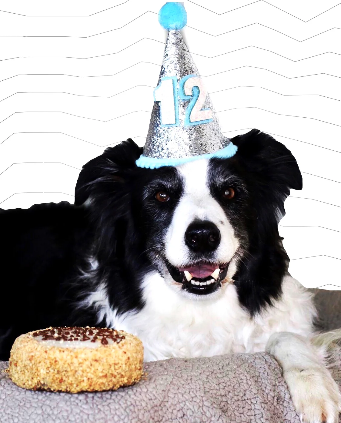 Birthday Party Hat For Dogs - Image 10