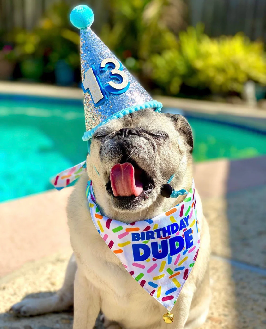 Birthday Party Hat For Dogs - Image 11