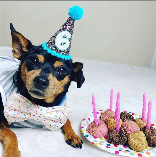 Birthday Party Hat For Dogs - Image 7