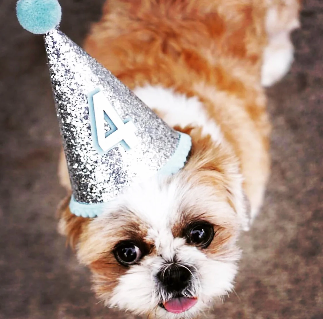 Birthday Party Hat For Dogs - Image 8
