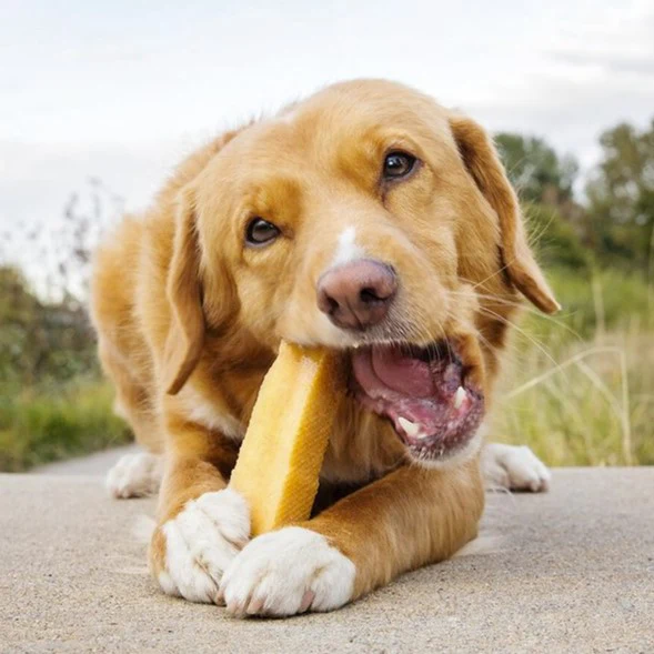 Himalayan Yak Milk Chew - Image 5