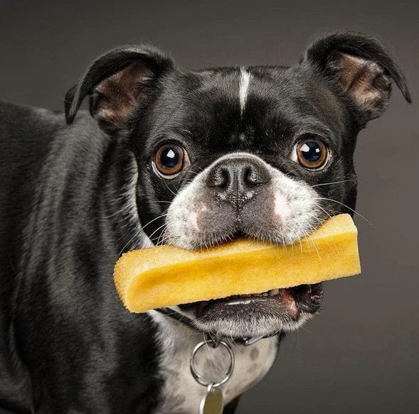 Himalayan Yak Milk Chew - Image 6